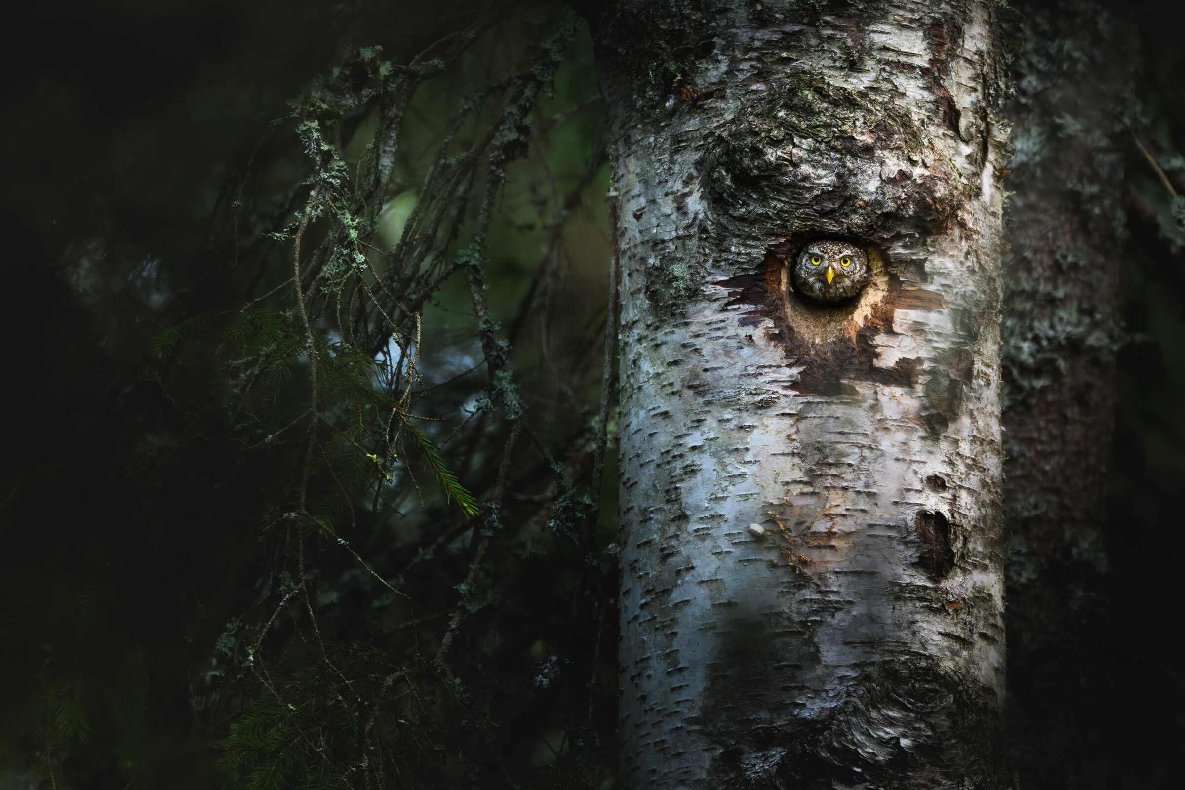 Owl in the birch hole — Gästrikland