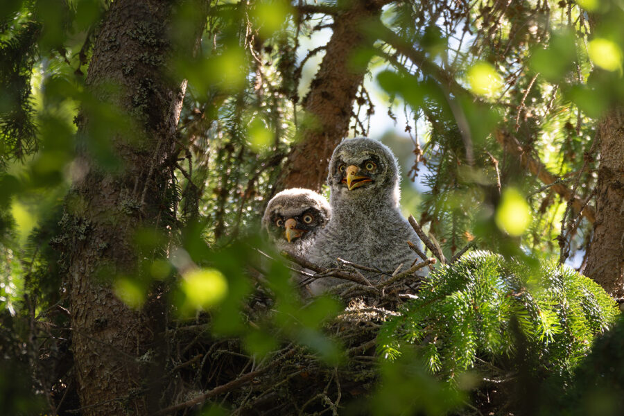 Great Grey Owl chicks in their nest — Gävleborg