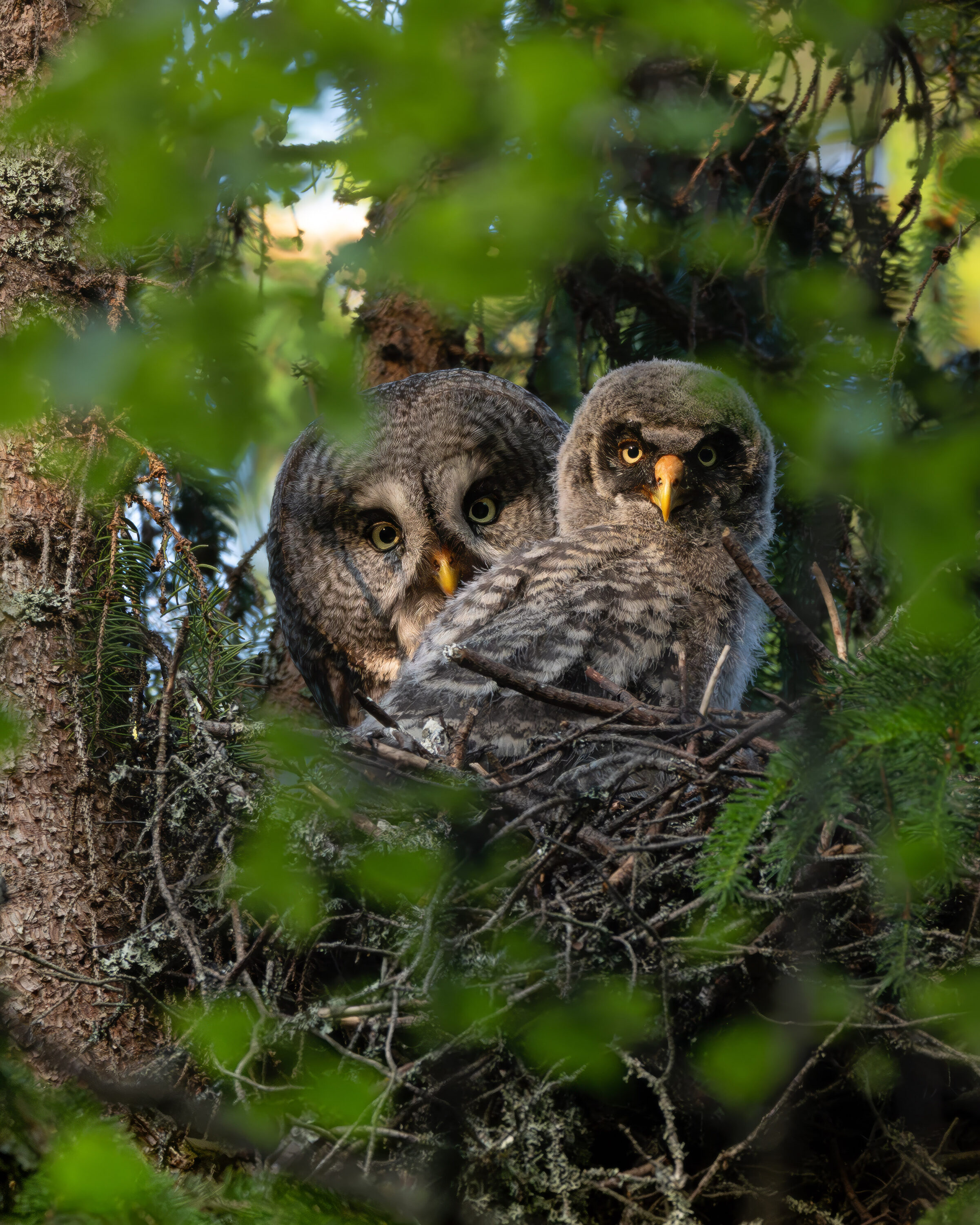 Owl mother and chick in the nest — Gästrikland