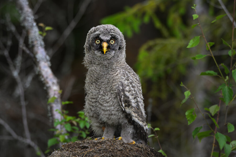 Greay Grey Owl Chick — Gävleborg
