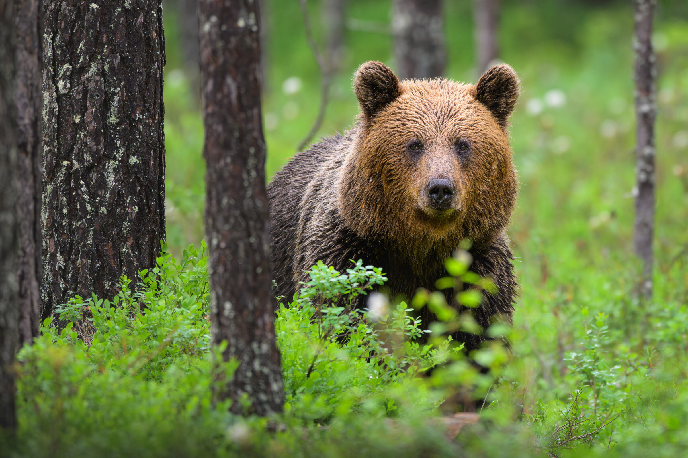 Bear looking at the camera — Gästrikland