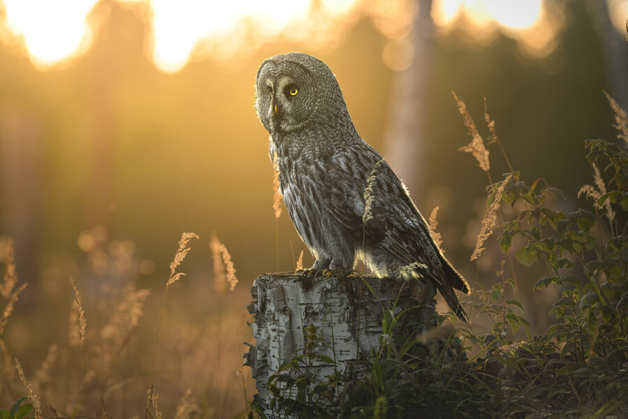 Great Grey Owl in evening light — Dalarna