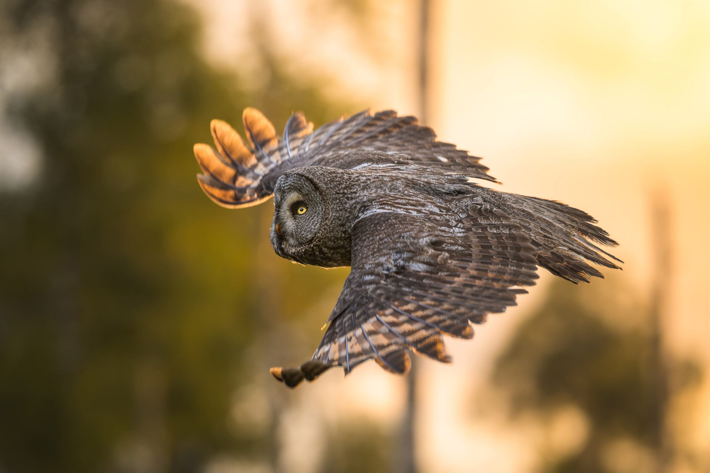 Great Grey Owl in warm evening light — Dalarna