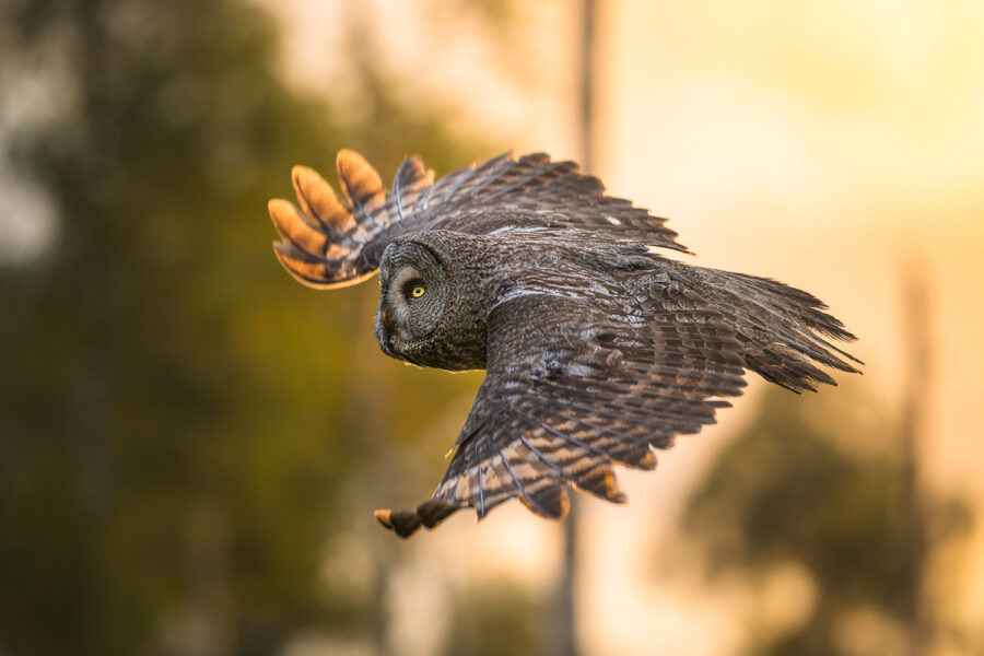 Great Grey Owl in warm evening light — Dalarna