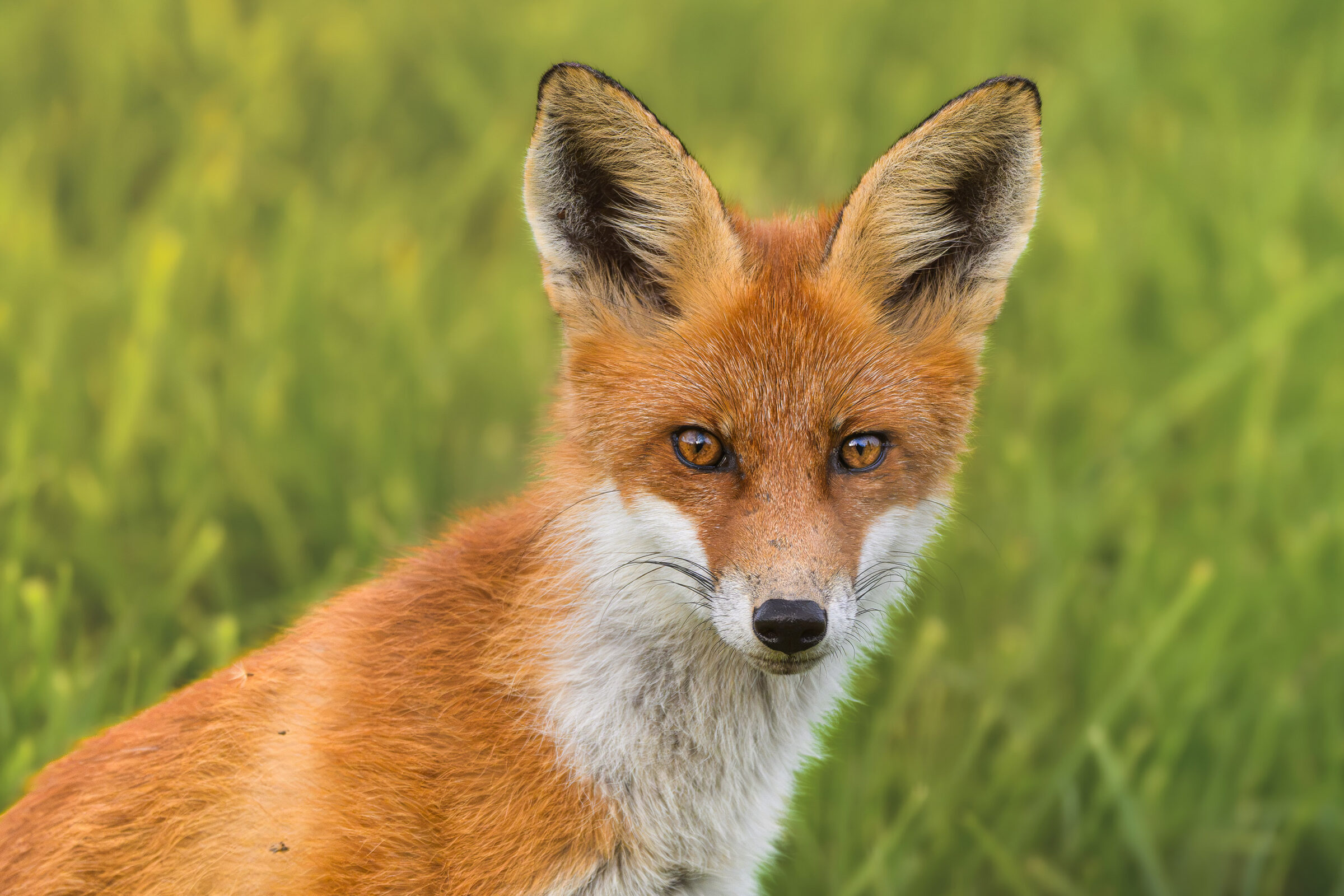 Curious red fox — Dalarna