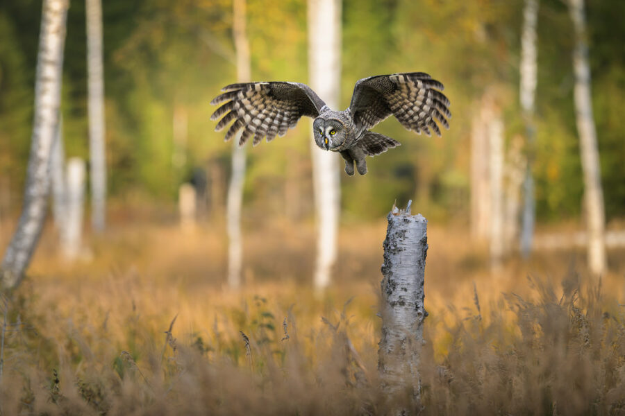 Greay Grey Owl hunting in autumn colors — Dalarna