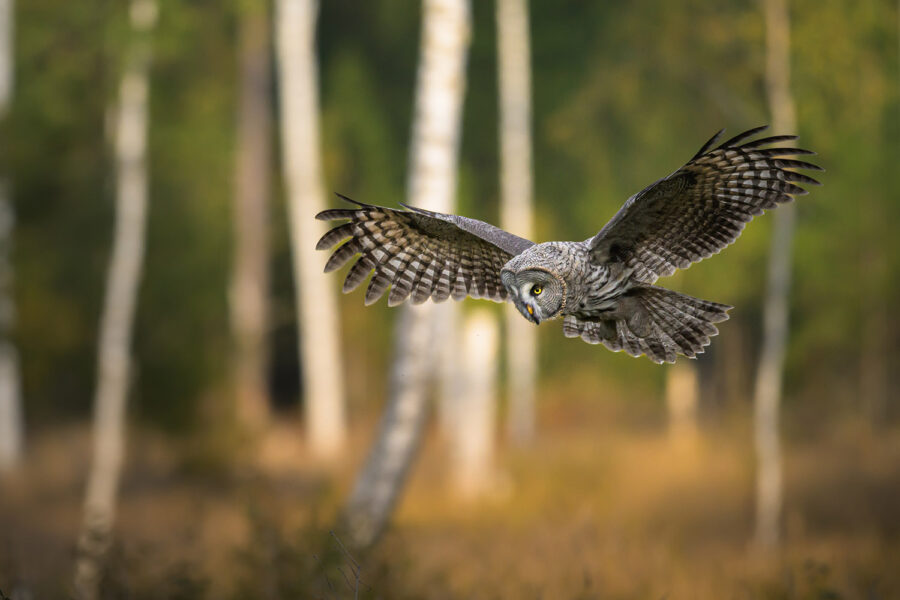 Hunting Great Grey Owl — Dalarna