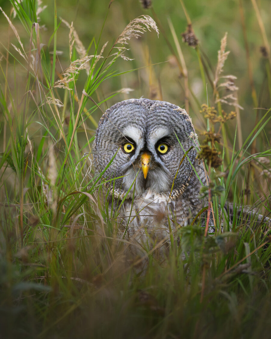 Great Grey Owl in the long grass — Dalarna