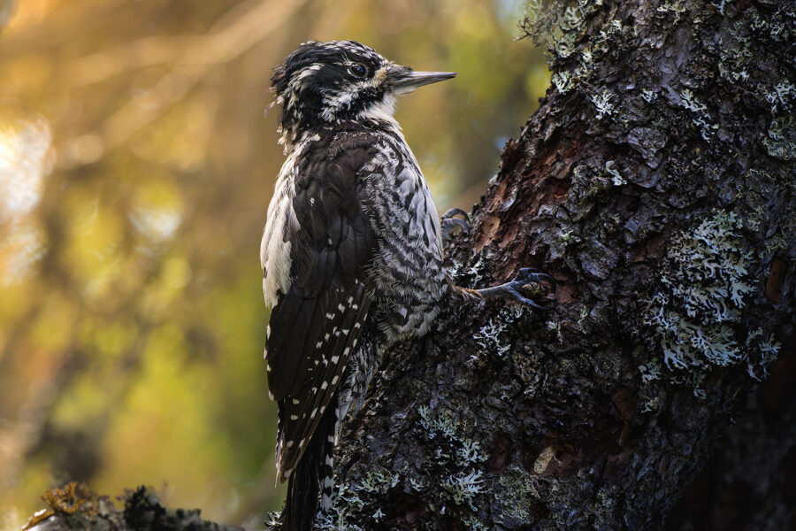 Three Toed Woodpecker — Dalarna