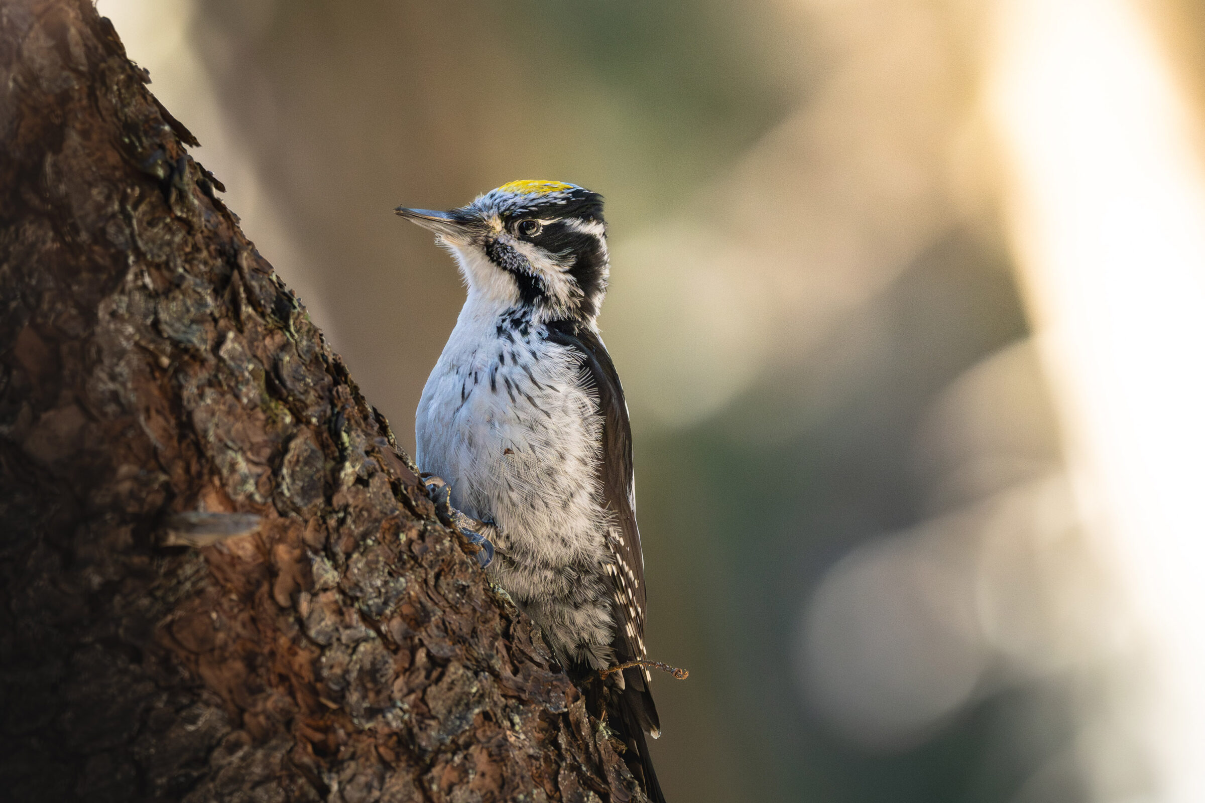 Woodpecker in morning light — Gästrikland