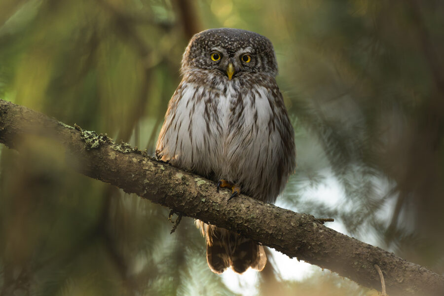 Pygmy Owl — Gävleborg